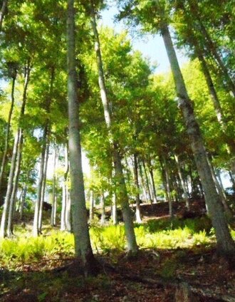 Buchenwald des Turnersteiges | TV Lipizzanerheimt/EU | © Region Graz