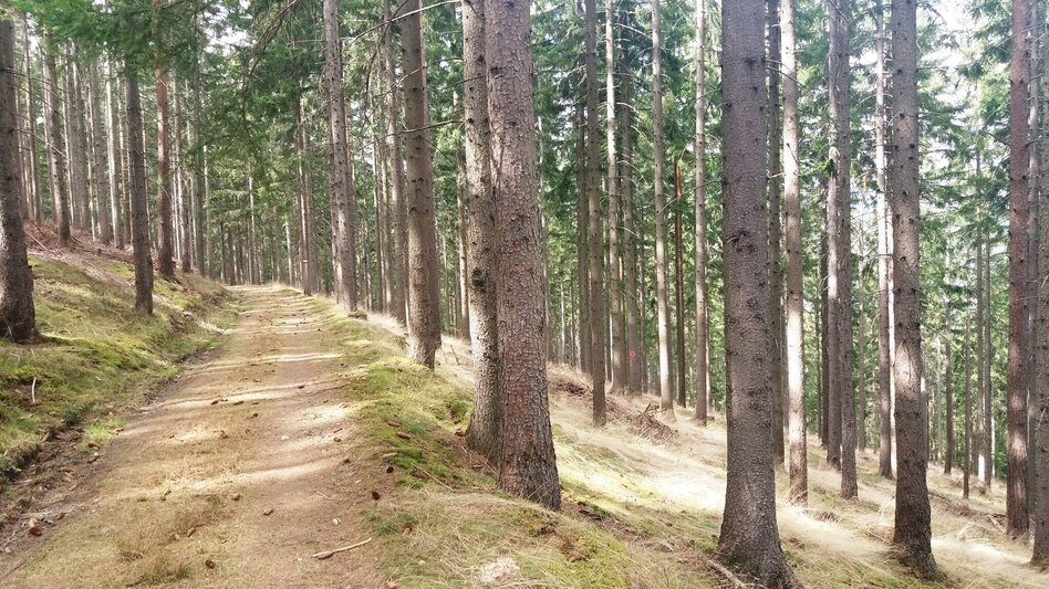 Wanderung Turnersteig (545) - Touren-Impression #2.15 | © Region Graz