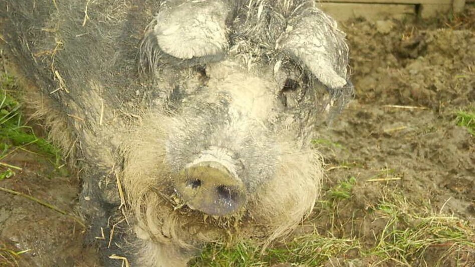 Hiking route Krispelweg - Touren-Impression #2.2 | © Archiv TV Straden