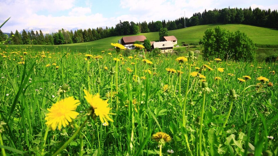 Hiking route Hike to the Hundskopfhütte - Touren-Impression #2.1 | © Herbert Podbressnik