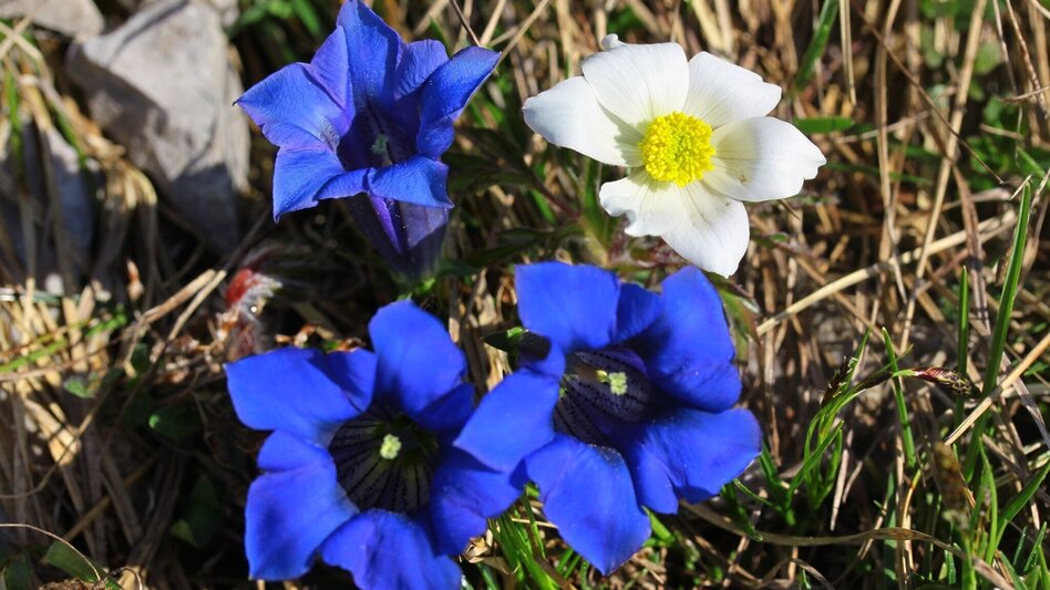 Hiking route Hike to Kleinveitschalm (from the Waldbauer Barrier) - Touren-Impression #2.2 | © Herbert Podbressnik