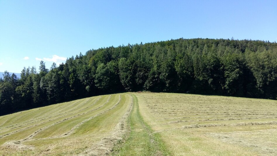 Wanderung Zigöllerkogel Rundweg (94) - Touren-Impression #2.7 | © Region Graz