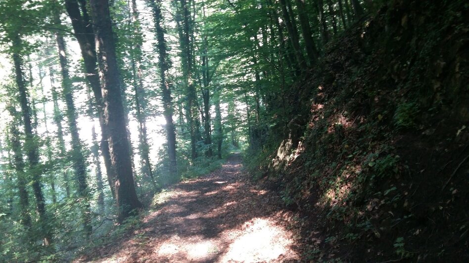 Wanderung Zigöllerkogel Rundweg (94) - Touren-Impression #2.9 | © Region Graz