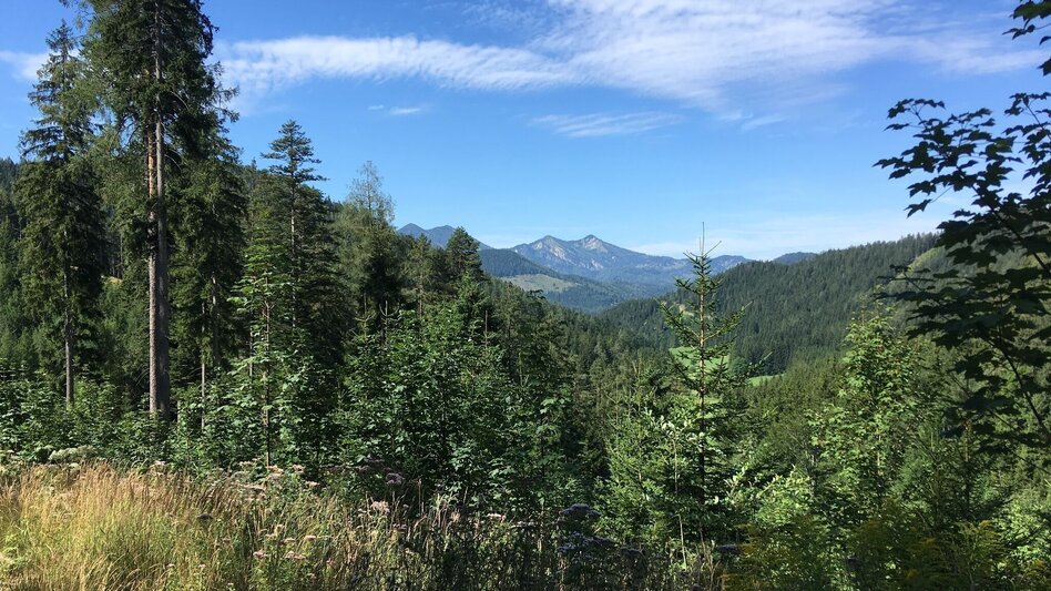 Mountain Biking Bürgeralpe - Round - Touren-Impression #2.4 | © TV Hochsteiermark
