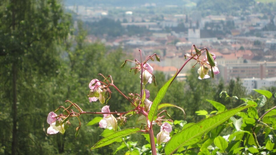 Mountainbike LE02 MTB  Laintal Runde - Touren-Impression #2.5 | © Tourismusverband ERZBERG LEOBEN
