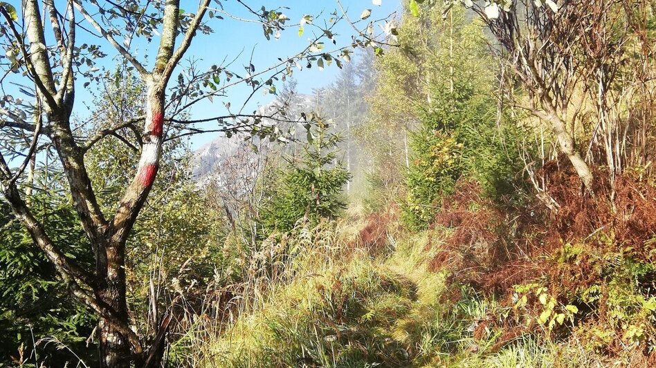 Hiking route Hike from Ameisbühel to Schneealm in the Mürzer Oberland Nature Park - Touren-Impression #2.2 | © Naturpark Mürzer Oberland