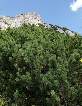 Auf dem Weg zum Gretchensteig | Daniela Paul | © Naturpark Mürzer Oberland
