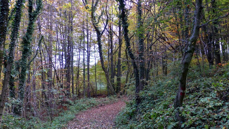 Hiking route Through the Open-Air Museum Stübing and round the Pfaffenkogel - Touren-Impression #2.11 | © Region Graz