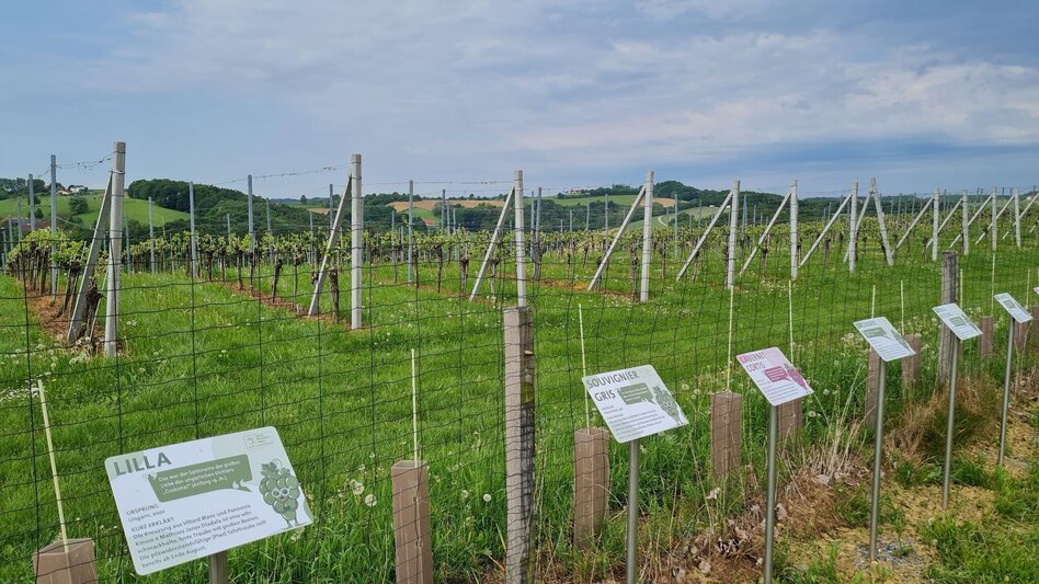 Wanderung Wein-Erlebnis-Weg Bad Loipersdorf - Touren-Impression #2.5 | © Gemeinde Bad Loipersdorf