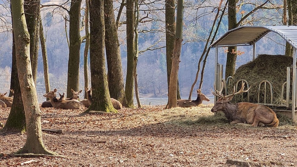 Wanderung Wein-Erlebnis-Weg Bad Loipersdorf - Touren-Impression #2.8 | © Gemeinde Bad Loipersdorf