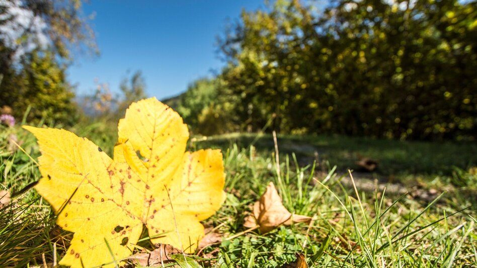 Wanderung Rohrmoosrunde - Touren-Impression #2.10 | © Gerhard Pilz - www.gpic.at