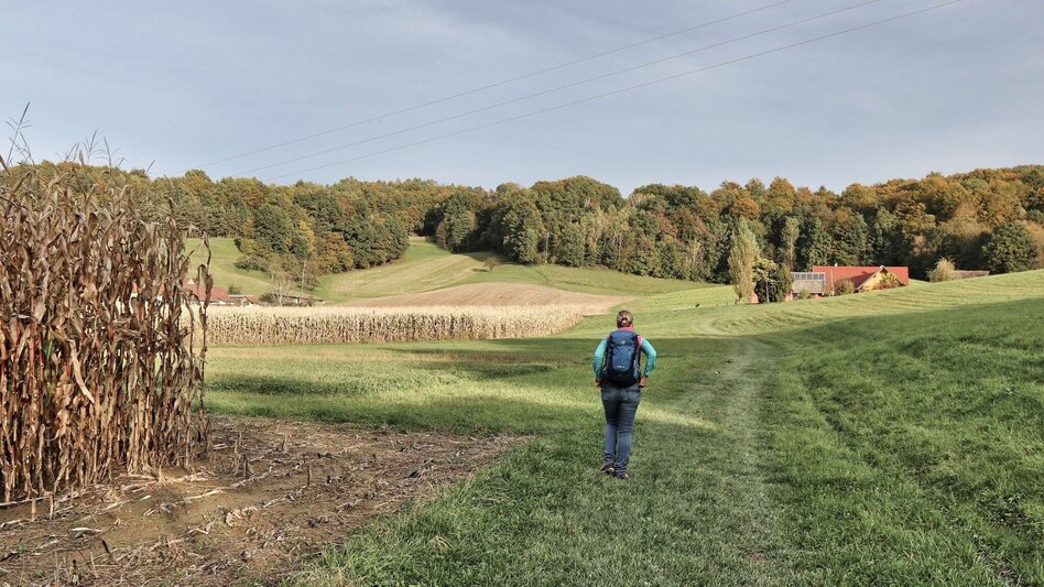 Hiking route Stick & Stone (Stock & Stein) - short variant "Wine Experience Trail" - Touren-Impression #2.11 | © Thermen- & Vulkanland