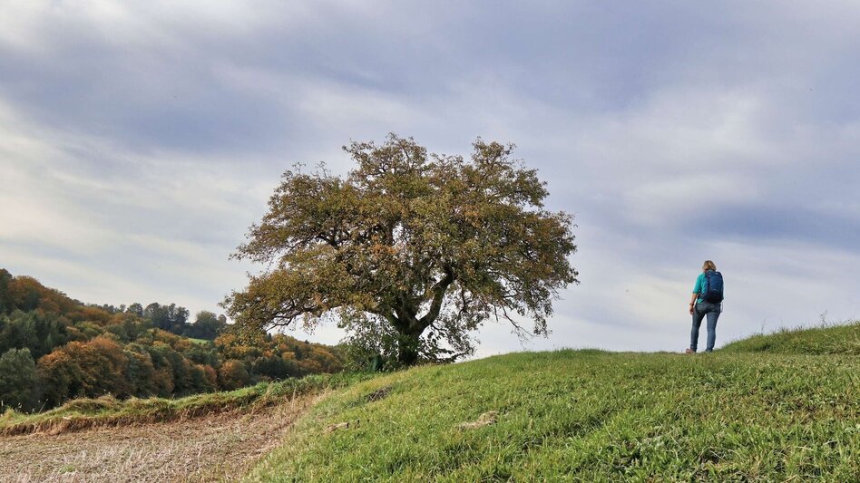 Hiking route Stick & Stone (Stock & Stein) - short variant "Wine Experience Trail" - Touren-Impression #2.12 | © Thermen- & Vulkanland