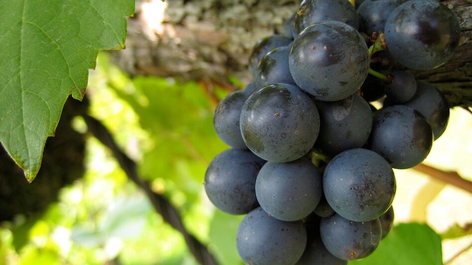 Wanderung Mooskirchner Schilcherwanderweg - Touren-Impression #2.4 | © Region Graz