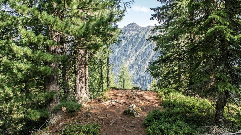 Trailrunning Neualm Trail - Touren-Impression #2.5 | © Tourismusverband Schladming