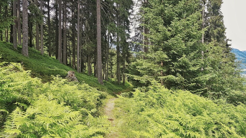 Trailrunning Laubschachen Trail - Touren-Impression #2.9 | © Tourismusverband Schladming