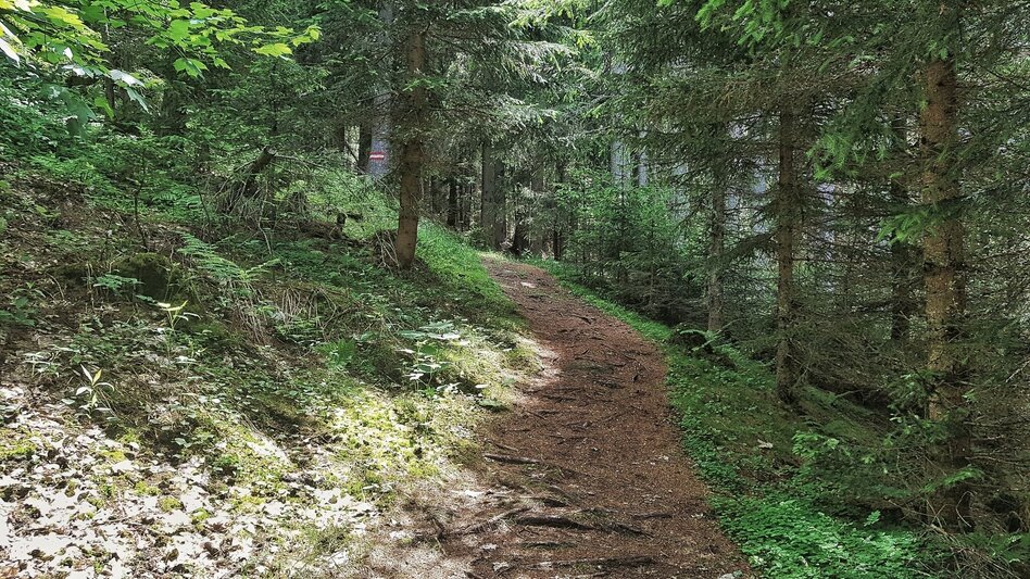 Trail Running Hochwurzen Trail - Touren-Impression #2.6 | © Gerhard Pilz