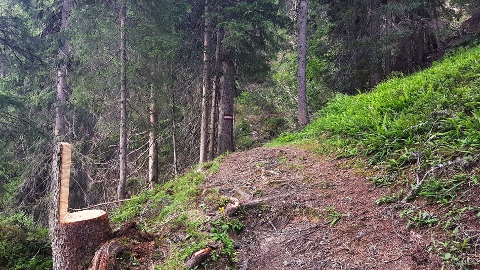 Trail Running Hochwurzen Trail - Touren-Impression #2.9 | © Gerhard Pilz