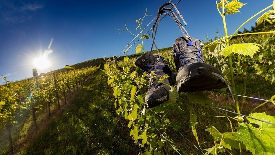 Hiking route Walking - & running track Gamlitz - Touren-Impression #2.1 | © TVB Südsteiermark/Harry Schiffer