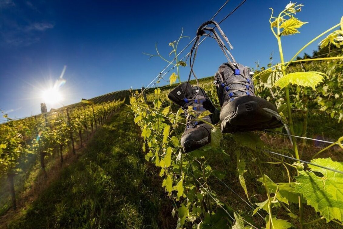 Hiking route Walking - & running track Gamlitz - Touren-Impression #1 | © TVB Südsteiermark/Harry Schiffer