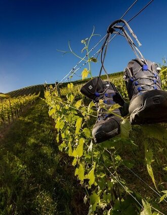 Landschaft Gamlitz | Harry Schiffer | © TVB Südsteiermark/Harry Schiffer