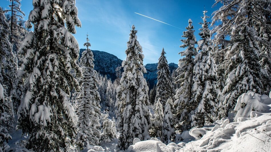 Schneeschuh Auf die Goss in Hinterwildalpen - Touren-Impression #2.3 | © TV Gesäuse