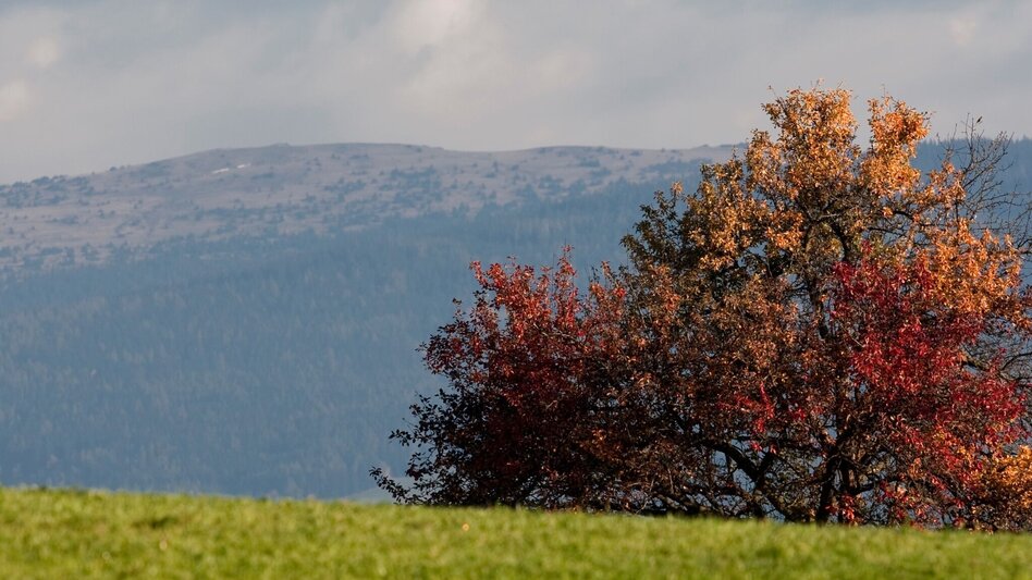 Pilgrim Walk Pankratius Way, Pöllauberg - Touren-Impression #2.5 | © G. Muhr