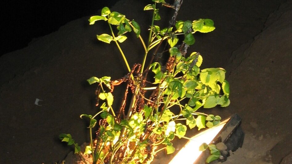 Themen- und Lehrpfad Peggauer Märchenwanderweg - Touren-Impression #2.5 | © Region Graz