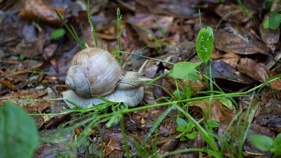 Themen- und Lehrpfad Peggauer Märchenwanderweg - Touren-Impression #2.9 | © Region Graz