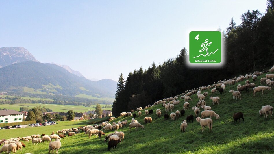 Trail Running Gumpenberg Trail (No. 4) - Touren-Impression #2.2 | © Erlebnisregion Schladming-Dachstein