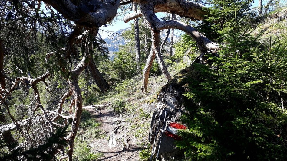 Trail Running Freienstein Trail (No. 7) - Touren-Impression #2.2 | © TVB Haus-Aich-Gössenberg