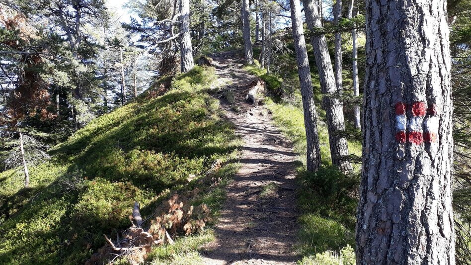 Trail Running Freienstein Trail (No. 7) - Touren-Impression #2.11 | © TVB Haus-Aich-Gössenberg