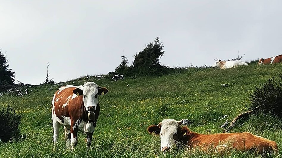 Mountain Hike Leobner Mauer - Touren-Impression #2.7 | © Tourismusverband ERZBERG LEOBEN
