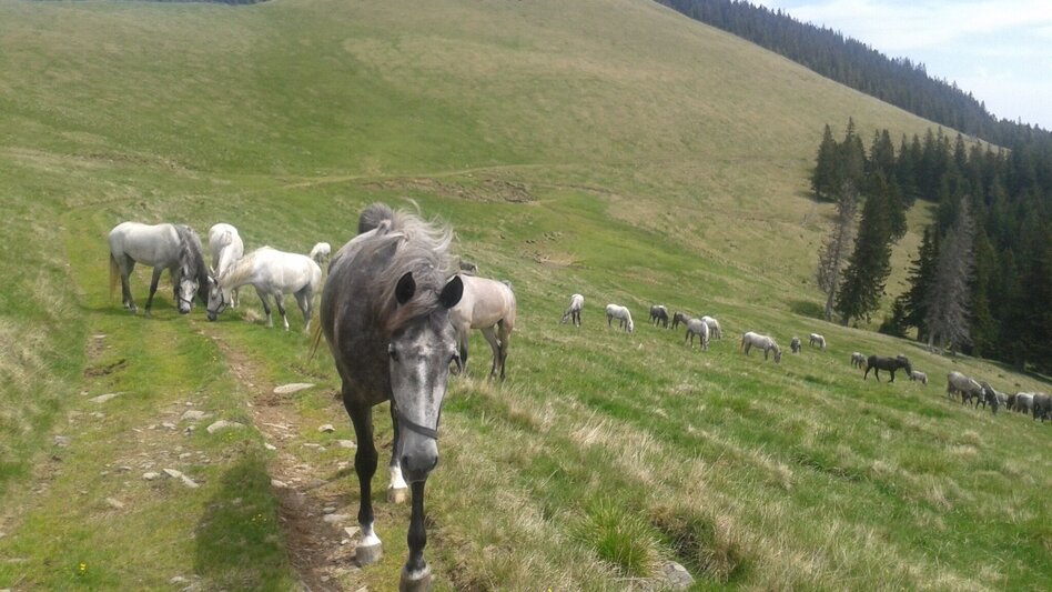 Wanderung Kapitel Runde - Touren-Impression #2.8 | © Region Graz
