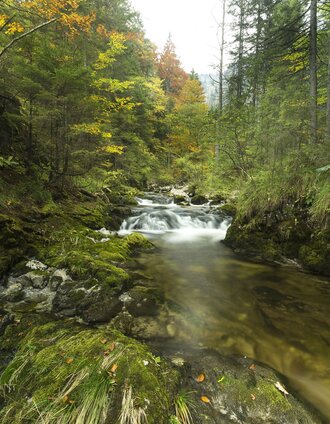Der Tirolbach | Karl Kaiser | © Naturpark Mürzer Oberland