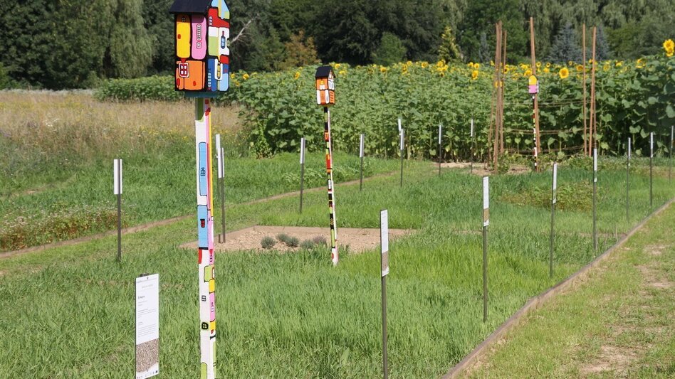 Hiking route Nature & culture experience trail "Thinking about the future' (Zukunft spazierendenken) - Touren-Impression #2.20 | © Kurkommission Bad Blumau