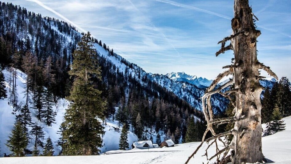Ski Touring Skitour Buchberg von Gams - Touren-Impression #2.3 | © TV Gesäuse