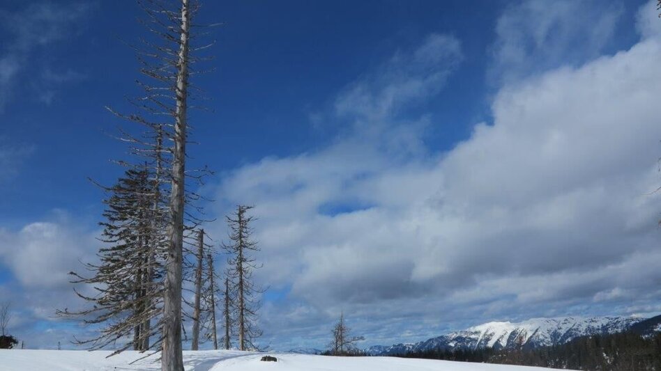Ski Touring Skitour Buchberg von Gams - Touren-Impression #2.10 | © TV Gesäuse