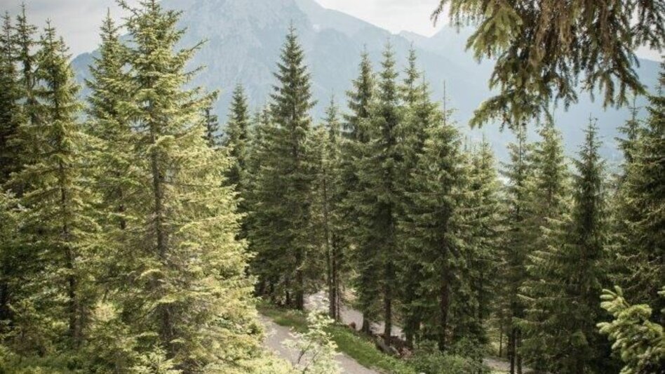 Wanderung Etappe 02 Gesäuse Hüttenrunde Mödlingerhütte – Hesshütte - Touren-Impression #2.2 | © TV Gesäuse
