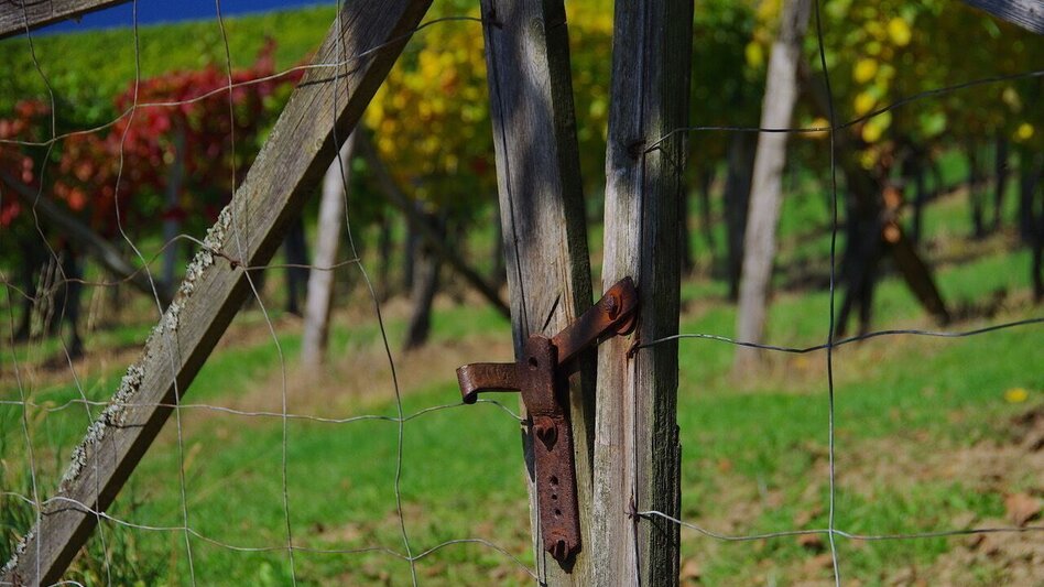 Wanderung Schritt & Tritt (Kurze Variante "Wein-Erlebnis-Weg Bad Loipersdorf") - Touren-Impression #2.5 | © Thermen- & Vulkanland