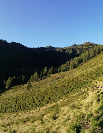 Almweiden am Weg zur Finsterkaralm | Roland Gutwenger | © Tourismusverband Grimming-Donnersbachtal