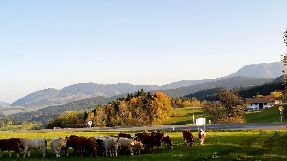Wanderung 2. Etappe: Weg der 100.000 Schritte, Neudorf b. Passail - Nechnitz - Touren-Impression #2.1 | © Oststeiermark Tourismus