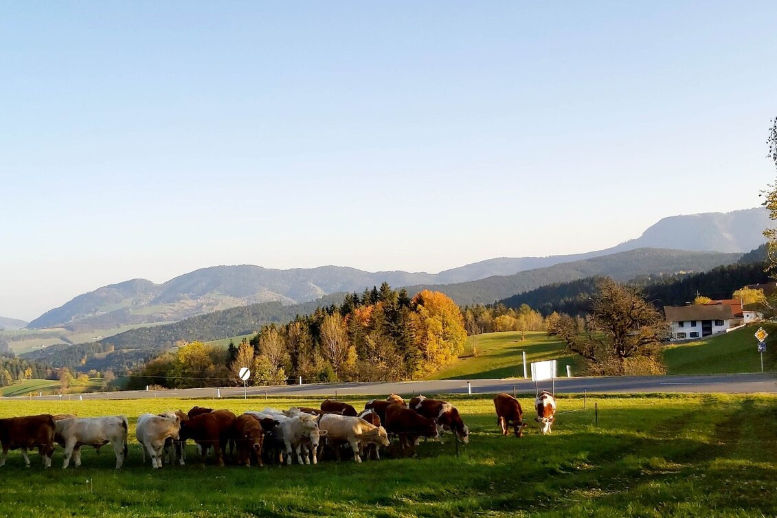 Wanderung 2. Etappe: Weg der 100.000 Schritte, Neudorf b. Passail - Nechnitz - Touren-Impression #1 | © Oststeiermark Tourismus