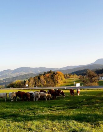 Am Rechberg_Naturpark Almenland_Oststeiermark | Christine Pollhammer | © Oststeiermark Tourismus