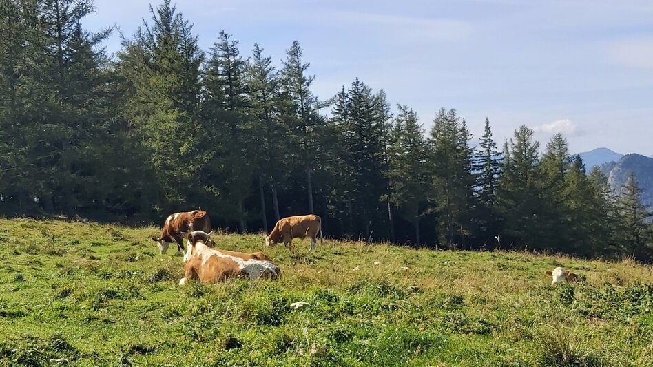 Hiking route 3. Stage: Path of the 100.000 steps, Nechnitz - Sommeralm - Touren-Impression #2.9 | © Oststeiermark Tourismus