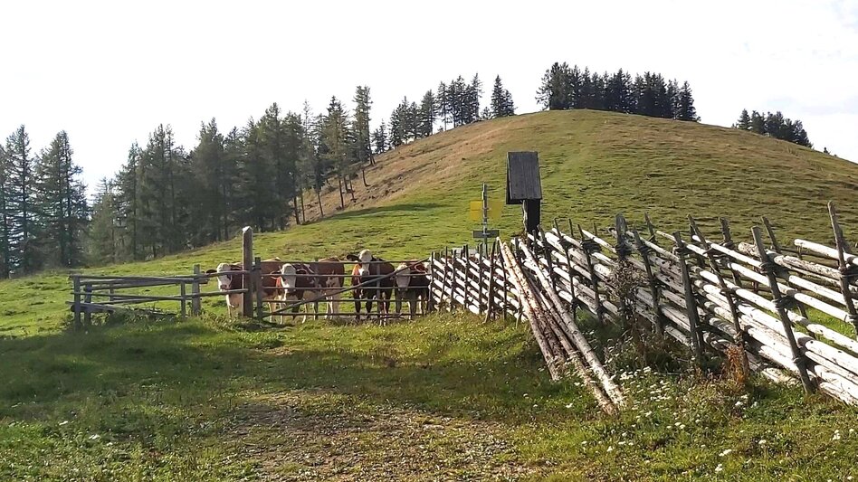 Hiking route 3. Stage: Path of the 100.000 steps, Nechnitz - Sommeralm - Touren-Impression #2.11 | © Oststeiermark Tourismus