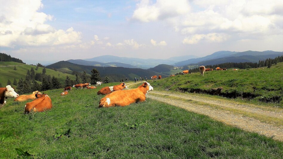 Wanderung 4. Etappe: Weg der 100.000 Schritte, Sommeralm - St. Kathrein - Touren-Impression #2.8 | © Oststeiermark Tourismus