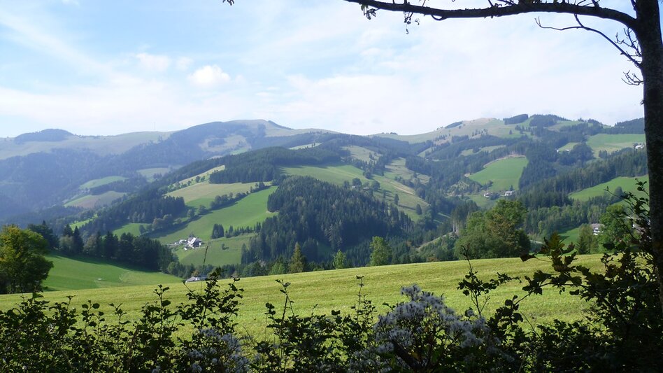 Wanderung 4. Etappe: Weg der 100.000 Schritte, Sommeralm - St. Kathrein - Touren-Impression #2.12 | © Oststeiermark Tourismus