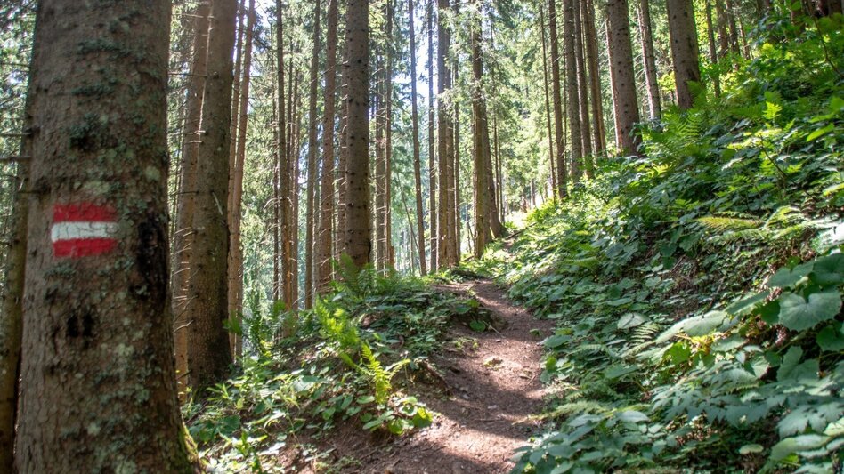 Themen- und Lehrpfad Kupferweg Johnsbach - Touren-Impression #2.4 | © TV Gesäuse
