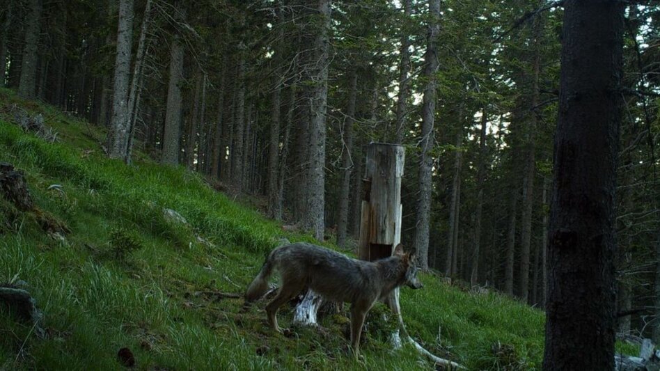 Mountain Hike HWW-Hiking route: Friedberg - Hilmtor - Trahütte - Vorauer Schwaig - Hochwechsel - Touren-Impression #2.1 | © Historischer Verein Wechselland